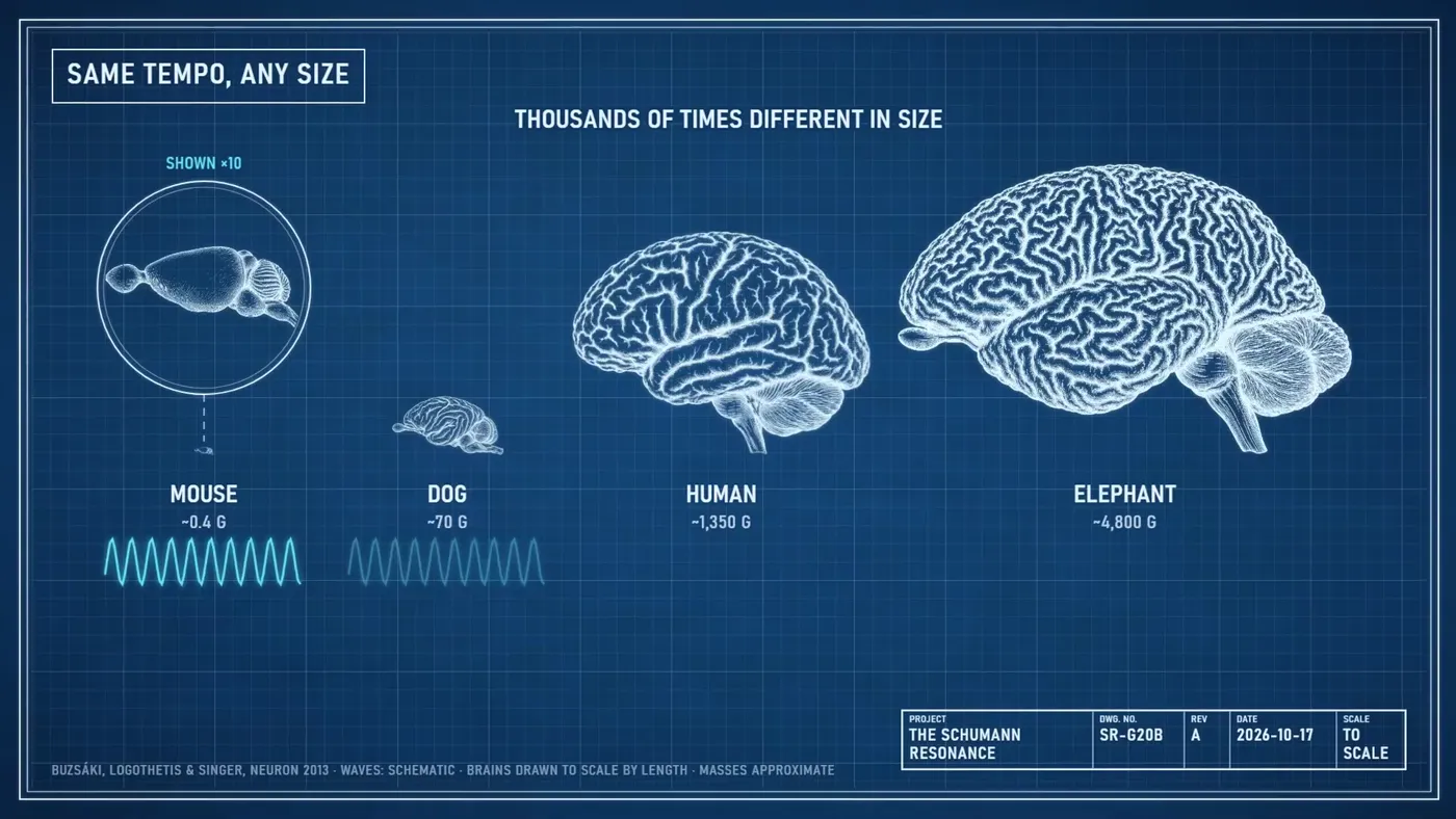 A blueprint of a mouse, dog, human and elephant brain drawn to scale, each with the same rhythm under it