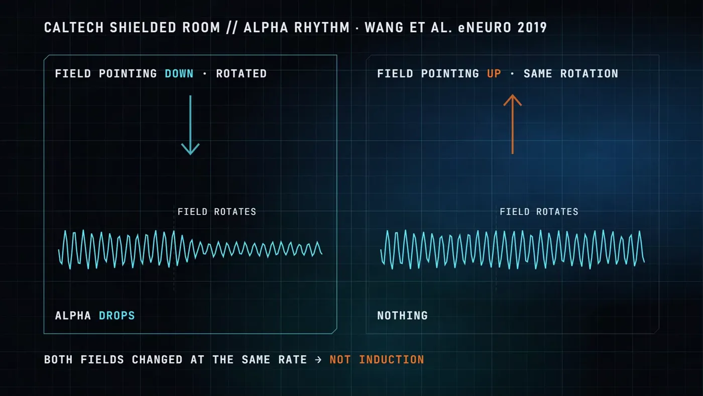 Two panels: with the field pointing down, the alpha rhythm drops; pointing up, nothing