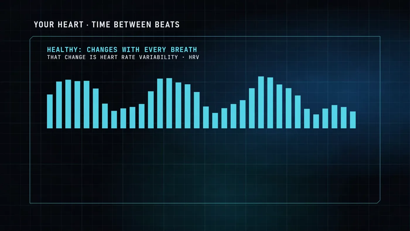 Bars showing the time between heartbeats changing with every breath
